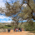 sostenibilitat, olivera monumental, ecologisme, Salvem Lo Montsià