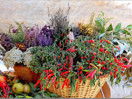 Flors i herbes remeieres. Montse Poch