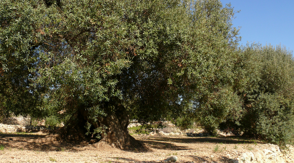 Fotografia:  calafellvalo a Flickr