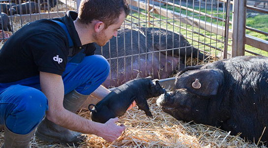 Dpagès, explotació de porc ecològic i Riuverd, cooperativa d'inserció en el camp agrari