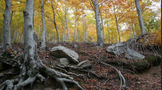 Fotografia:  Sergi Planas a Flickr 'La màgia del bosc'