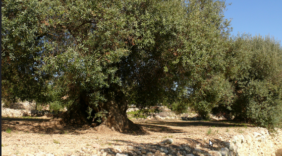 Fotografia:  Calafellvalo a Flickr