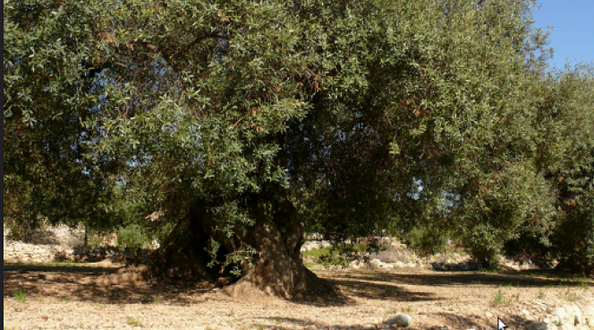 Fotografia: Calafellvalo a Flickr