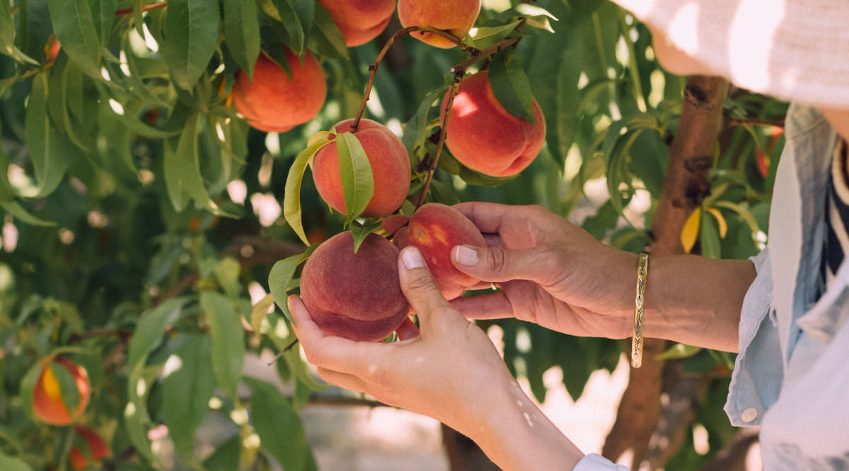 Una dona cultiva préssecs. Christiann Koepke (Unsplash)