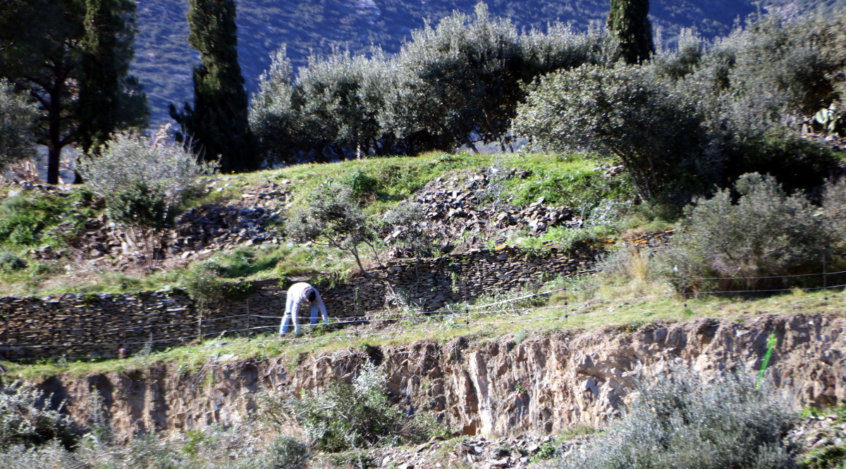 Un operari treballant a Sa Guarda de Cadaqués. Gemma Tubert (ACN)