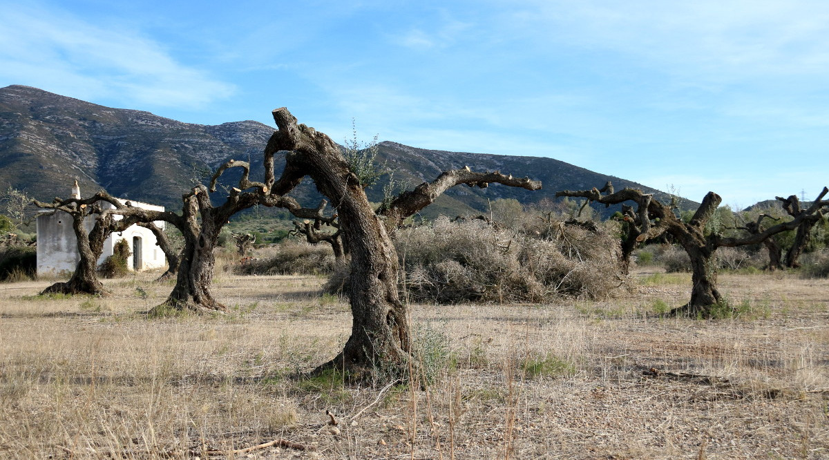 La finca d'Ulldecona on l'empresa propietària ha efectuat treballs previs per arrencar i comercialitzar les oliveres centenàries i mil·lenàries. Jordi Marsal (ACN)