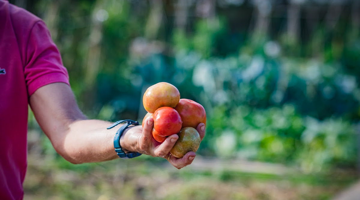 Un veí mostra els fruits del seu cultiu. Arxiu