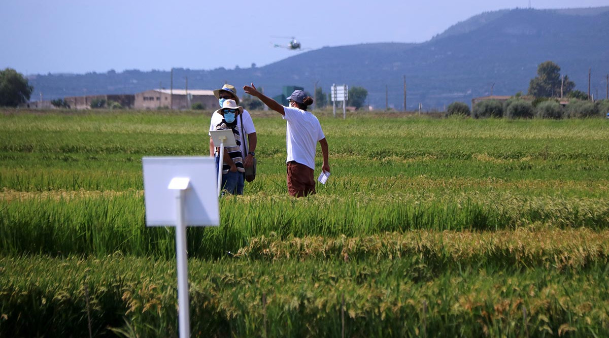 Camps d'arròs al Delta de l'Ebre. Jordi Marsal (ACN)