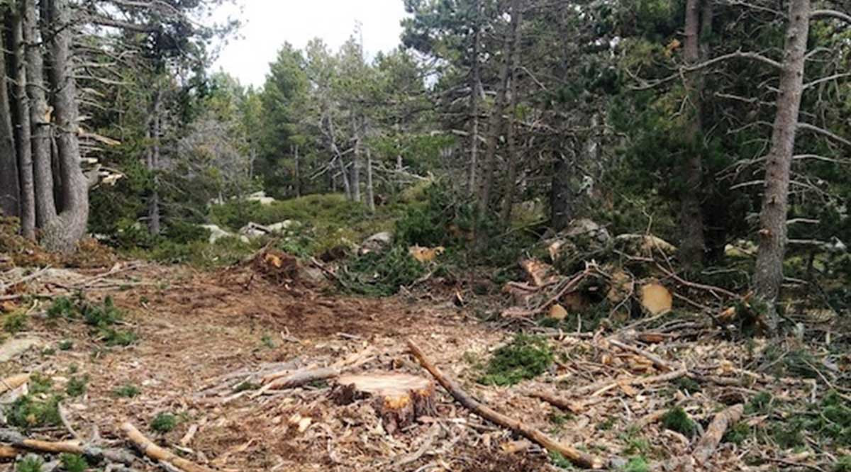 Arbres talats en un bosc de Ger de Cerdanya. Cedida a l\'ACN per l\'Associació de Naturalistes de Girona