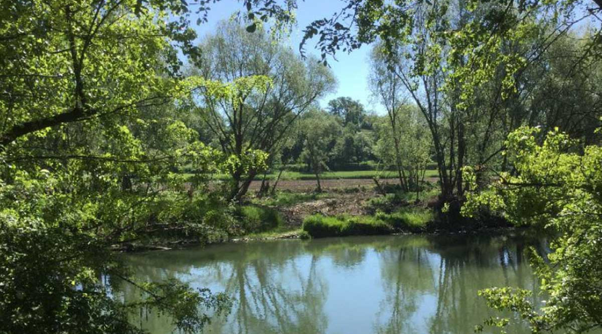 Un dels braços del riu Ter a l'illa de les Gambires. ACA