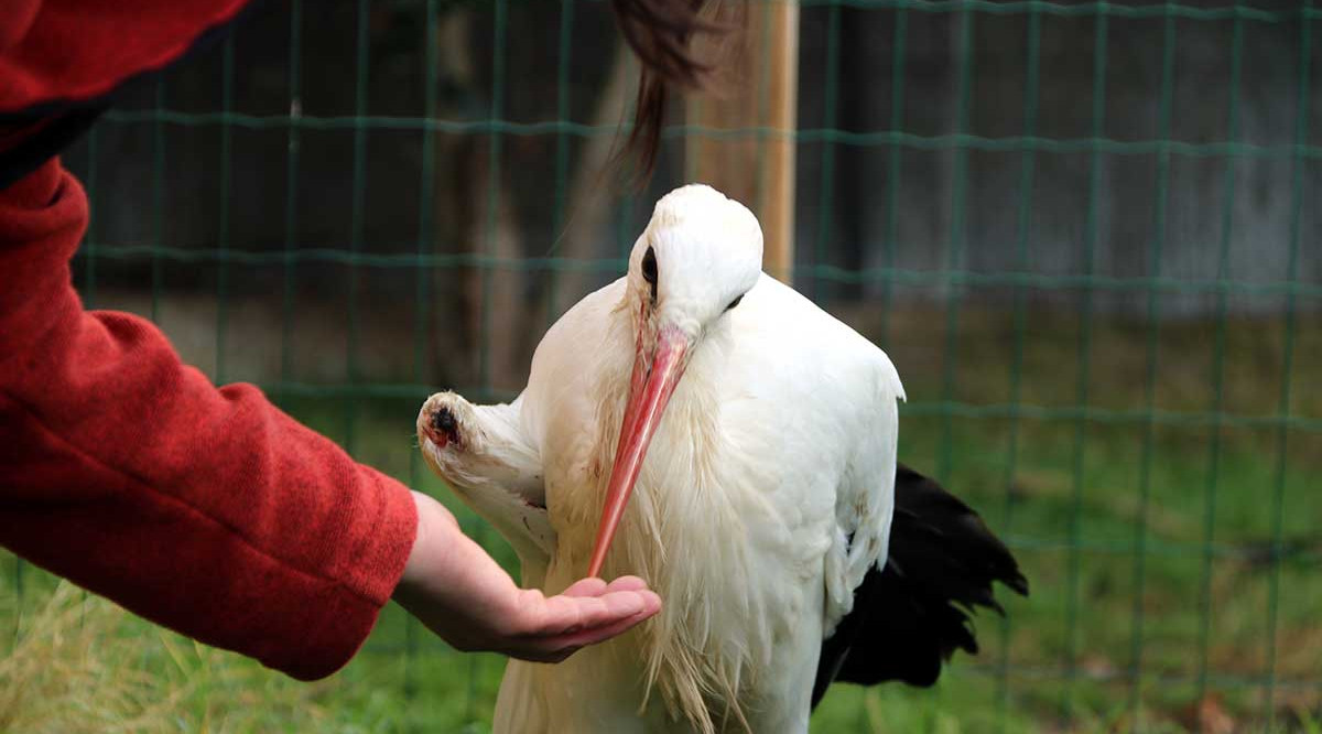 U cigonya malferida i cega al centre de recuperació de fauna de Santa Maria de Merlès mentre li donen menjar. Estefania Escolà (ACN)