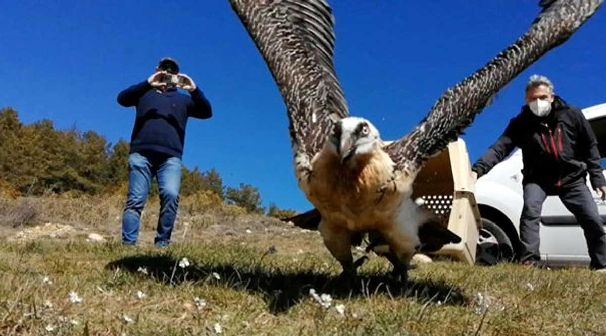 El trencalòs 'Setcases' en el moment en què es va alliberar al Mas del Peraire (Castelló), molt prop del Parc Natural dels Ports. ACN