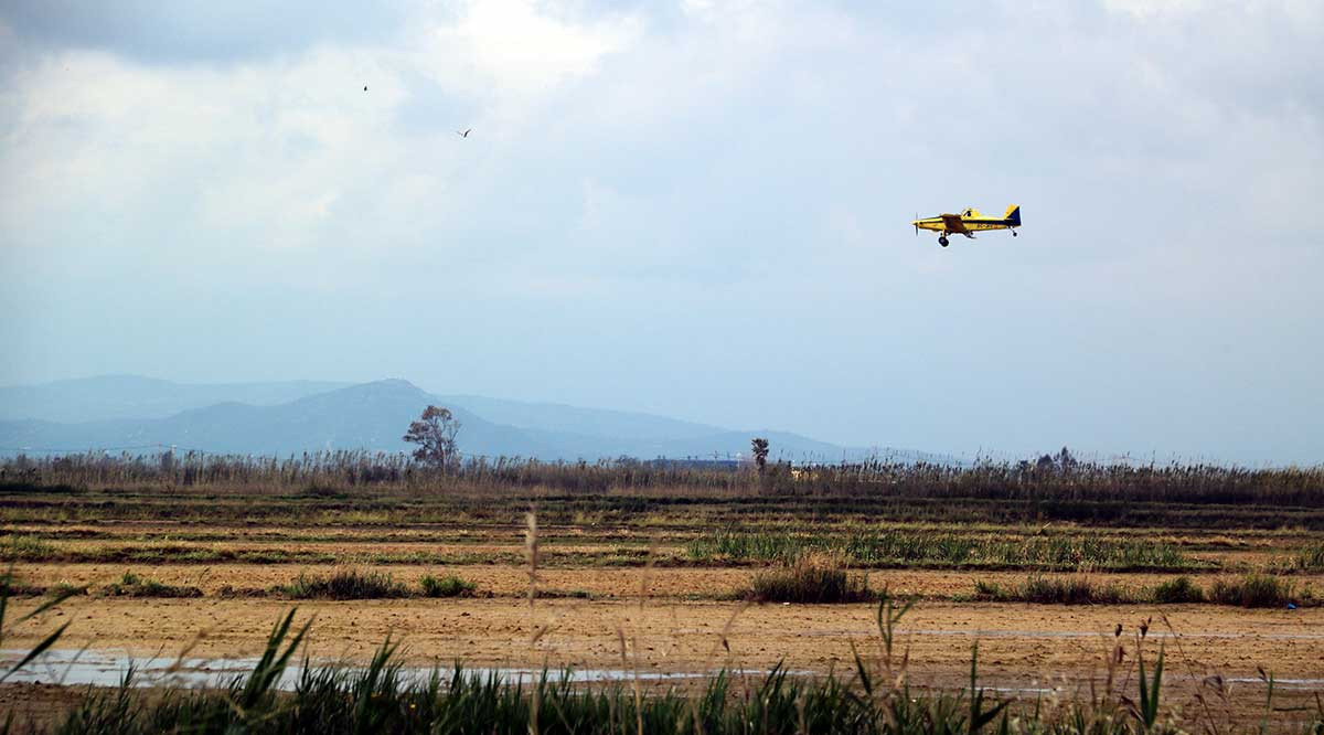 L'avioneta que fa les fumigacions contra el mosquit al delta de l'Ebre, sobrevolant l'espai prop de la platja de la Marquesa de Deltebre. Anna Ferràs (ACN)