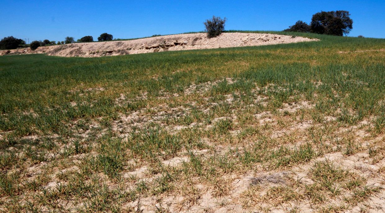 La FCAC reclamarà al Departament d'Acció Climàtica, Alimentació i Agenda Rural que defineixi línies urgents de suport a les cooperatives agràries per fer front al descens de la producció i la pèrdua de rendibilitat.. Anna Berga, ACN