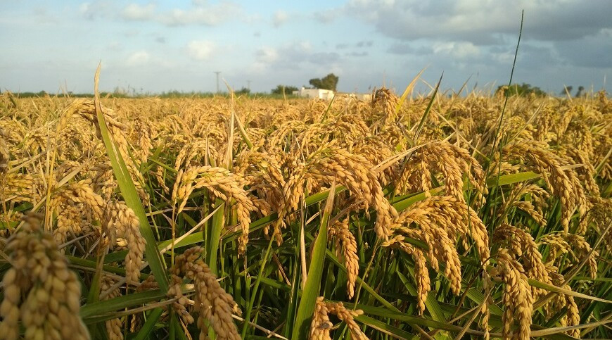 La previsió de sembra al Delta de l’Ebre se situa en unes 19.500 hectàrees. FCAC