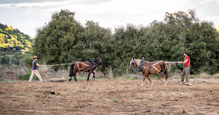 La tracció animal és un dels eixos d'el Mosaic, el projecte que ara impulsa l'Associació pel Manteniment de l’Agricultura Pagesa. El Mosaic