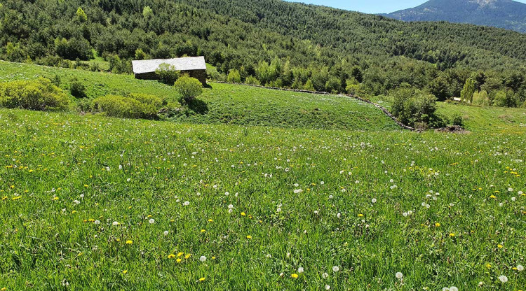 Pla de general d'un prat de dall del Pirineu on s'ha localitzat la planta 'Rhinanthus alectorolophus'. Departament de Territori i Sostenibilitat